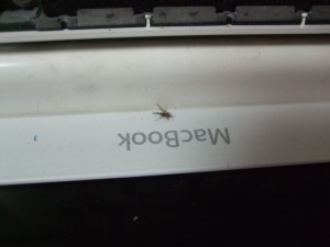 macbook10